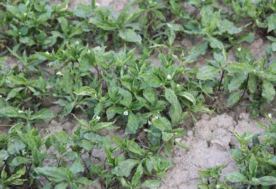 太子參種植的市場(chǎng)前景 太子參栽培技術(shù)