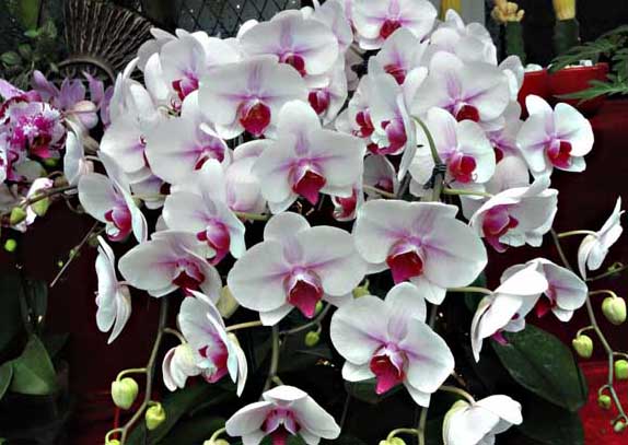 蝴蝶蘭的養(yǎng)殖方法 蝴蝶蘭養(yǎng)殖方法