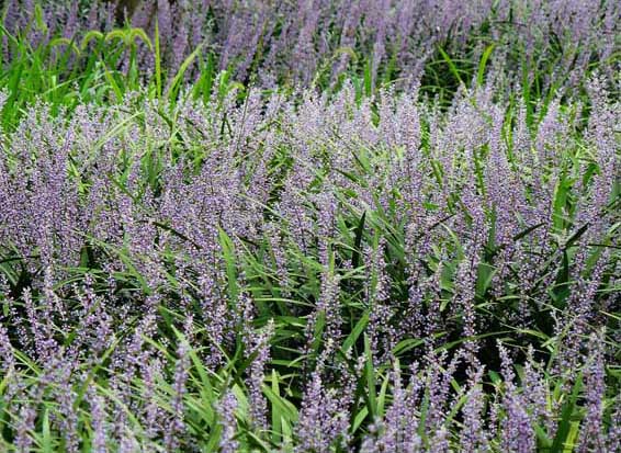 麥冬種植技術(shù) 麥冬栽培技術(shù)