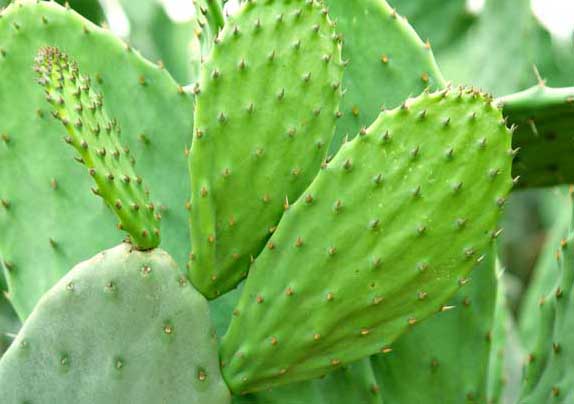 仙人掌的作用有哪些? 仙人掌的功效與作用