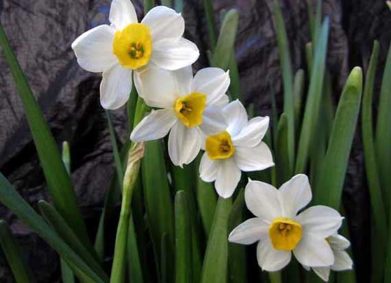 水仙花有毒嗎？