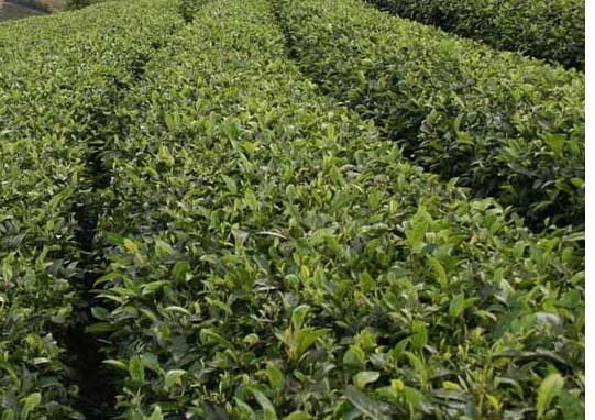 苦丁茶高產栽培技術 經濟作物種植技術