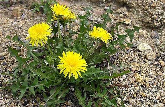 蒲公英的高產(chǎn)栽培技術(shù) 蒲公英種植技術(shù)