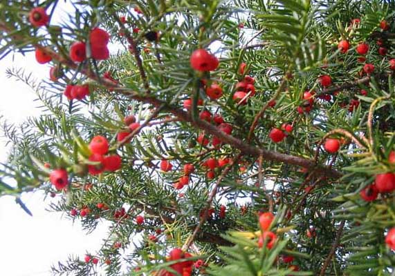 紅豆杉的產(chǎn)地有哪些? 紅豆杉的養(yǎng)殖方法