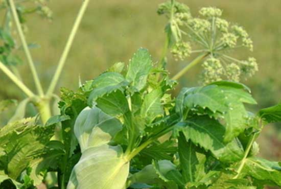 白芷的種植技術(shù) 白芷栽培技術(shù)