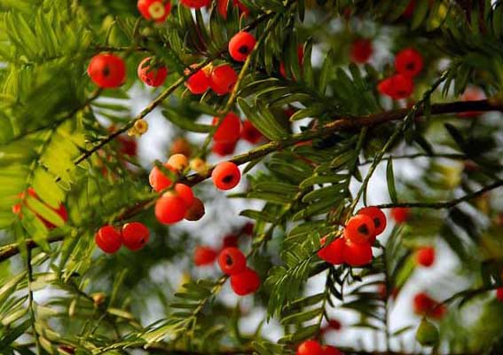 紅豆杉盆景養(yǎng)殖方法 紅豆杉的養(yǎng)殖方法