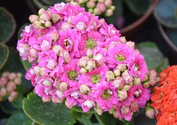 長壽花的繁殖方法 長壽花的繁殖方法