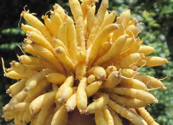 太子參的栽培技術(shù) 太子參種植技術(shù)