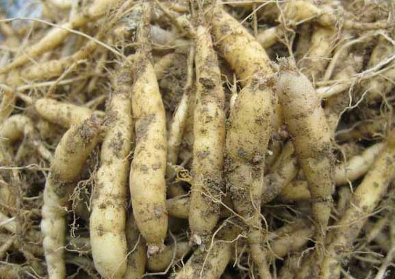 太子參的栽培技術 太子參種植技術