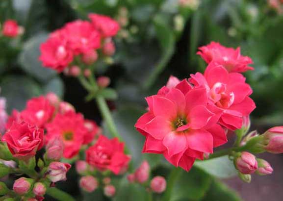 長壽花有毒嗎? 長壽花養(yǎng)殖方法