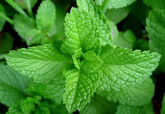 薄荷種植技術 薄荷栽培技術