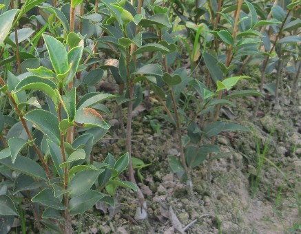 茶苗白絹病的防治技術(shù) 經(jīng)濟(jì)作物病蟲害防治技術(shù)