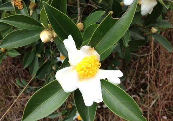 白茶的種植技術(shù) 經(jīng)濟(jì)作物栽培技術(shù)