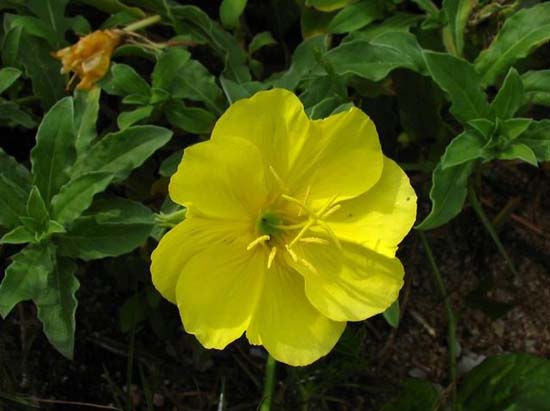 月見草常見的病蟲害及其防治措施 中藥材病蟲害防治技術