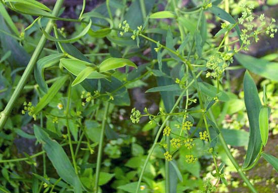 柴胡的高產(chǎn)種植技術(shù) 柴胡栽培技術(shù)