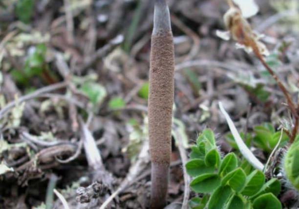 冬蟲夏草栽培技術 中藥材種植技術