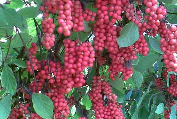 五味子的種植技術(shù) 五味子栽培技術(shù)