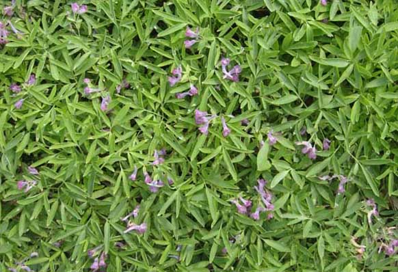 元胡種植技術(shù) 中藥材栽培技術(shù)