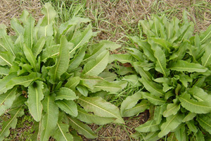 板藍(lán)根的種植技術(shù) 板藍(lán)根栽培技術(shù)