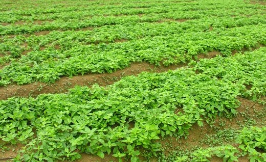 太子參的種植要點 太子參栽培技術(shù)