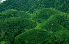 湄潭翠芽的制作工藝、制作方法簡介