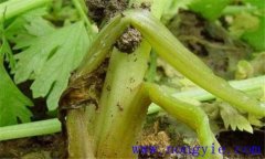 芹菜易發(fā)生哪些生理病害，如何防治