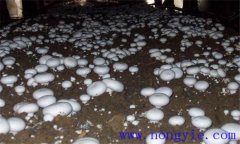 雙孢菇的品種類(lèi)型簡(jiǎn)介