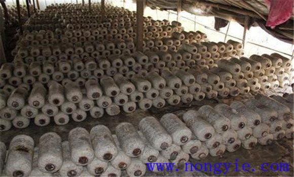 食用菌原種的滅菌、接種與培養(yǎng)方法