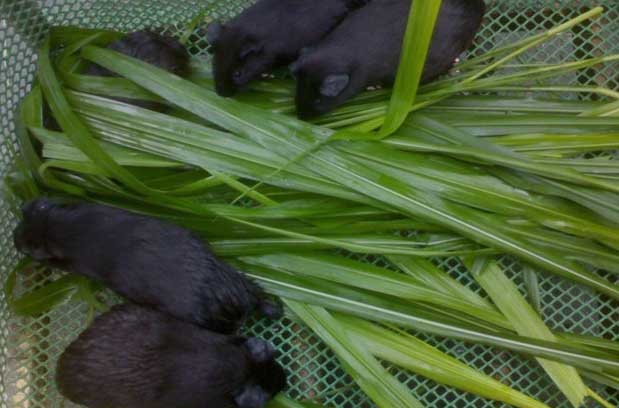 中華黑豚養(yǎng)殖技術(shù) 黑豚飼養(yǎng)方法