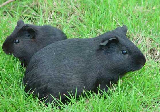 黑豚病毒感染的癥狀表現(xiàn)和防治措施 黑豚疾病防治