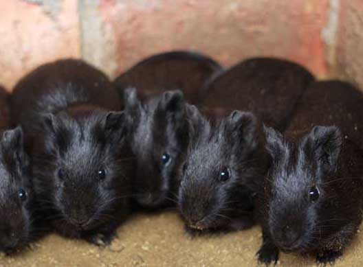 黑豚巴氏桿菌病的癥狀表現(xiàn)和防治措施 黑豚疾病防治