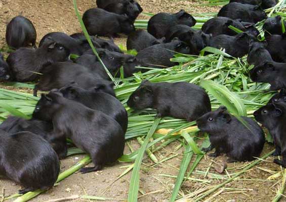 黑豚鼠常見體內(nèi)寄生蟲的防控措施 黑豚的疾病防治技術(shù)