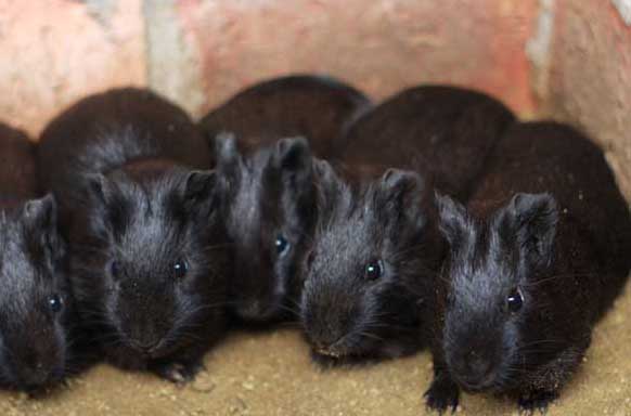 黑豚鼠泰澤氏病的防治方法 黑豚疾病防治