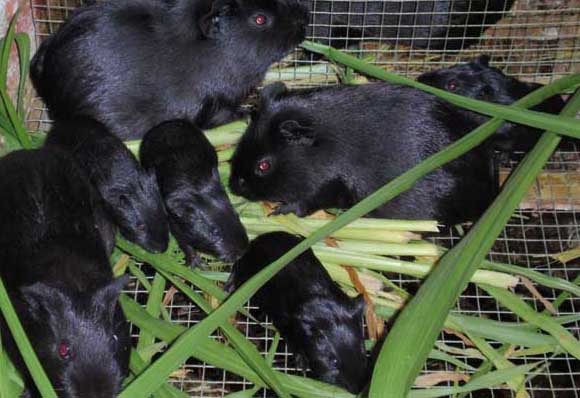 黑豚養(yǎng)殖的分欄飼養(yǎng)技術(shù) 黑豚的飼養(yǎng)技術(shù)