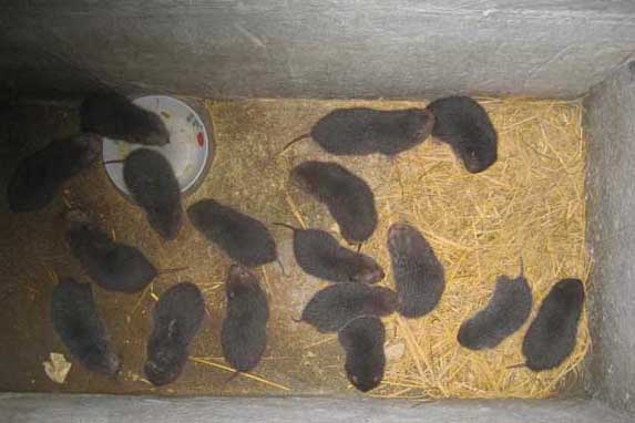 怎樣才能讓竹鼠多產(chǎn)仔 竹鼠養(yǎng)殖