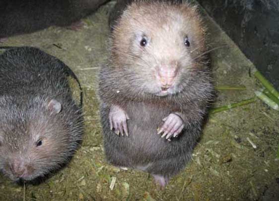 優(yōu)良竹鼠種苗的選擇參考方式 竹鼠養(yǎng)殖技術(shù)