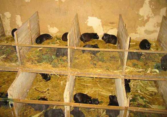 成年黑豚飼養(yǎng)管理技術 黑豚管理技術