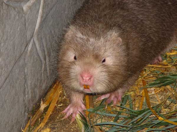 竹鼠繁育應(yīng)該注意的一些問(wèn)題 竹鼠的養(yǎng)殖技術(shù)