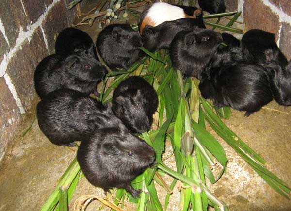 黑豚種豚的選擇方式 黑豚養(yǎng)殖