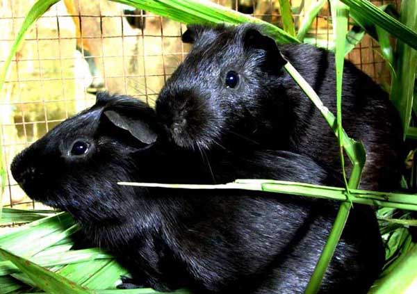 黑豚養(yǎng)殖冬季的飼養(yǎng)管理方案 黑豚管理技術