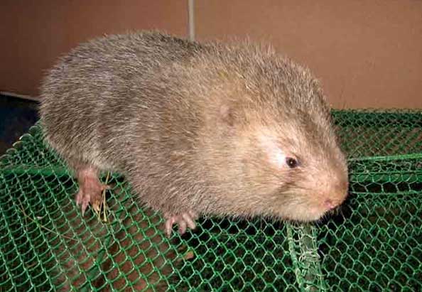 竹鼠掉牙或斷牙原因分析及防治方法 竹鼠的疾病防治技術(shù)