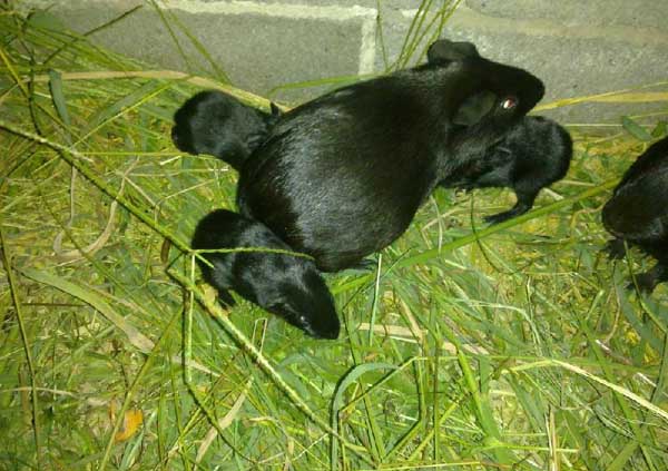 黑豚管理技術(shù)