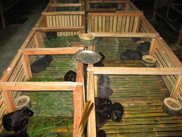 養(yǎng)殖的黑豚是否患病的鑒別方法 黑豚疾病防治