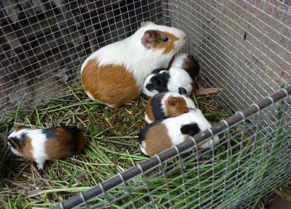 黑豚養(yǎng)殖有哪些優(yōu)勢(shì) 黑豚飼養(yǎng)管理方法