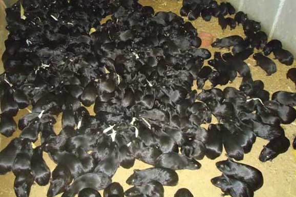 黑豚養(yǎng)殖的經(jīng)濟(jì)價(jià)值 黑豚養(yǎng)殖