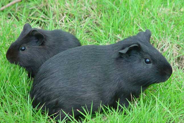 黑豚養(yǎng)殖技術(shù) 黑豚飼養(yǎng)方法