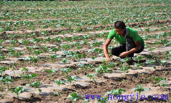 大棚西蘭花種植技術(shù)要點(diǎn)