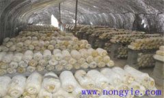 平菇生長環(huán)境要求 平菇對(duì)溫度、水分和濕度要求