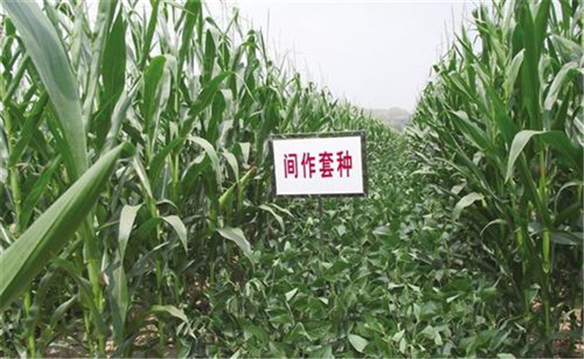 農(nóng)作物輪作、套種和間作的區(qū)別