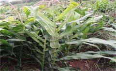 玉米空桿的原因是什么？怎樣預(yù)防玉米空桿？